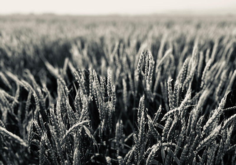Cecilia's Story of Wheat in Pictures