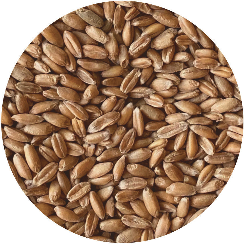 durum wheat seeds for planting Organic Durum Berries – Janie's Mill