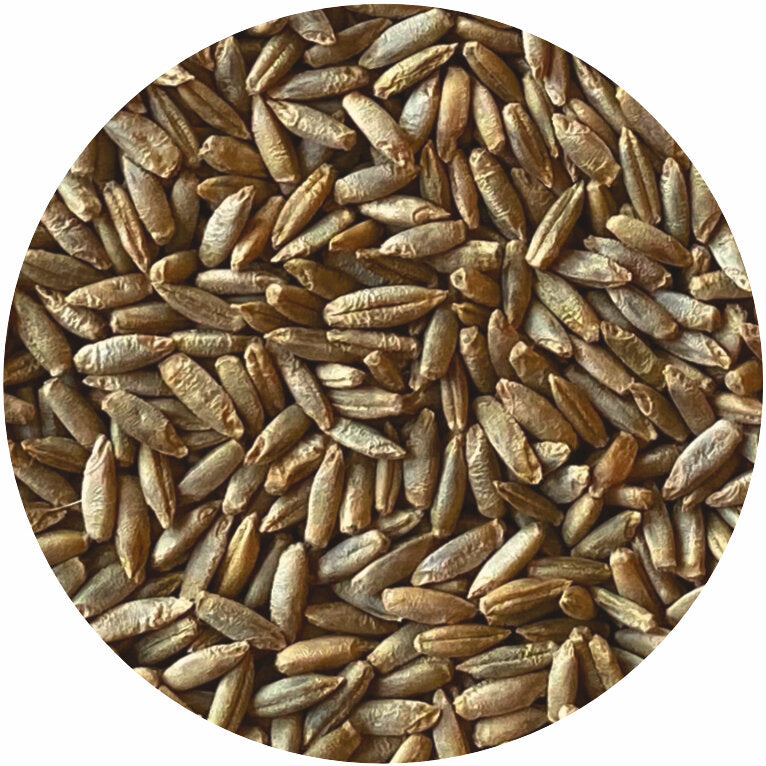 Spring Mill Rye Organic Rye Berries – Janie's Mill